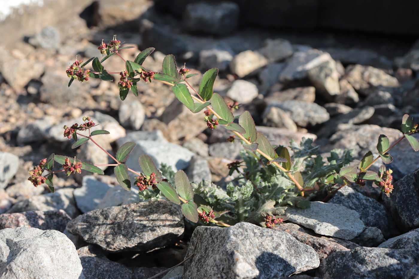 Image of Euphorbia nutans specimen.