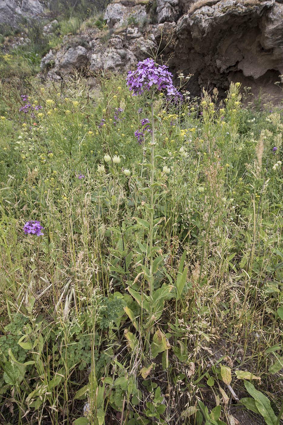 Image of Hesperis pycnotricha specimen.
