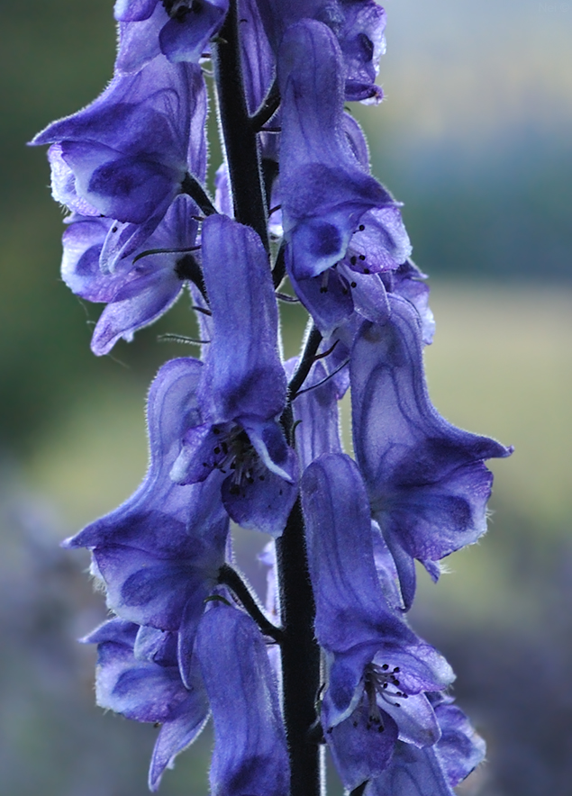 Изображение особи Aconitum leucostomum.