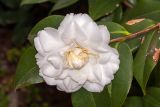 Camellia japonica