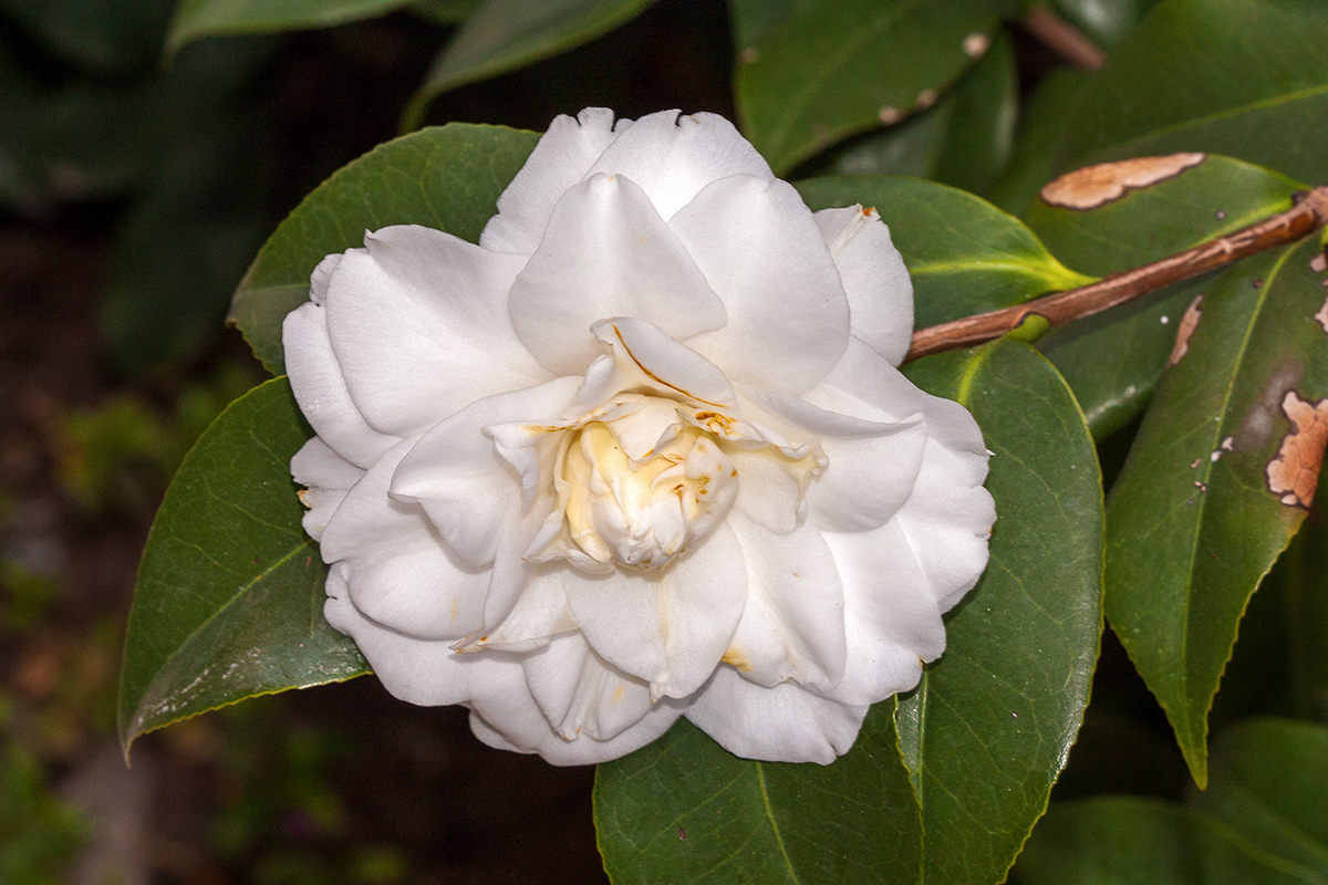 Image of Camellia japonica specimen.