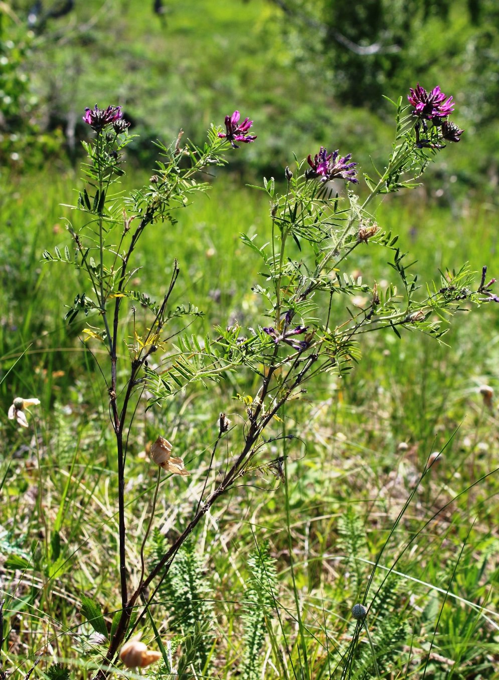 Изображение особи Astragalus cornutus.