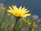 Tragopogon pusillus