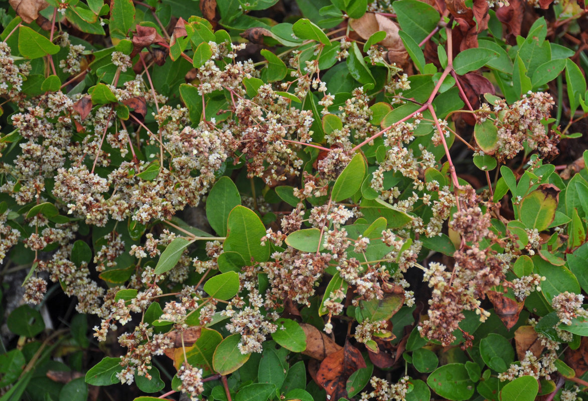 Image of Aconogonon jurii specimen.