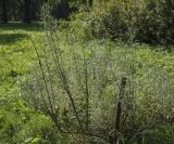 Artemisia abrotanum