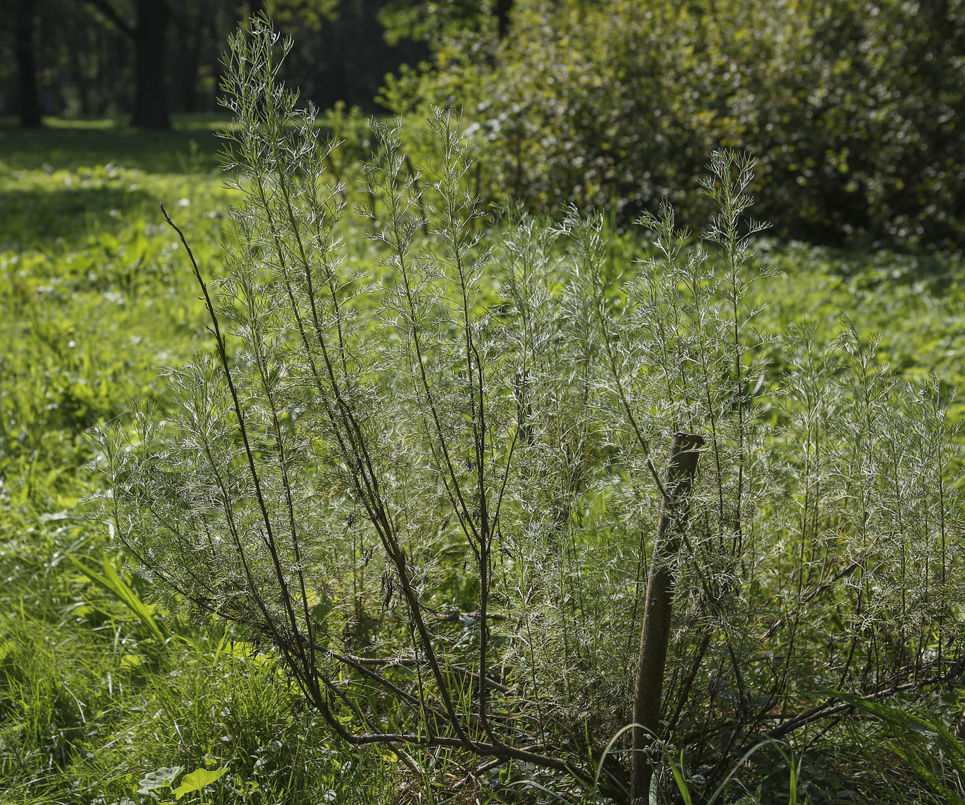 Изображение особи Artemisia abrotanum.