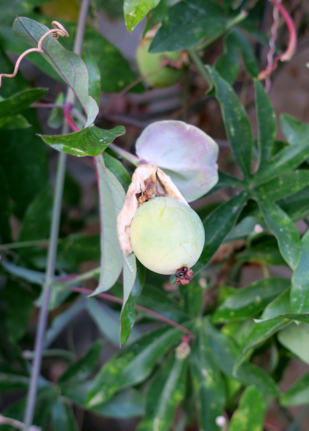 Изображение особи Passiflora caerulea.
