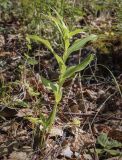 Epipactis helleborine. Вегетирующее растение. Пермский край, Кунгурский р-н, окр. с. Филипповка, гора Ледяная, опушка в берёзовой роще. 20.06.2021.