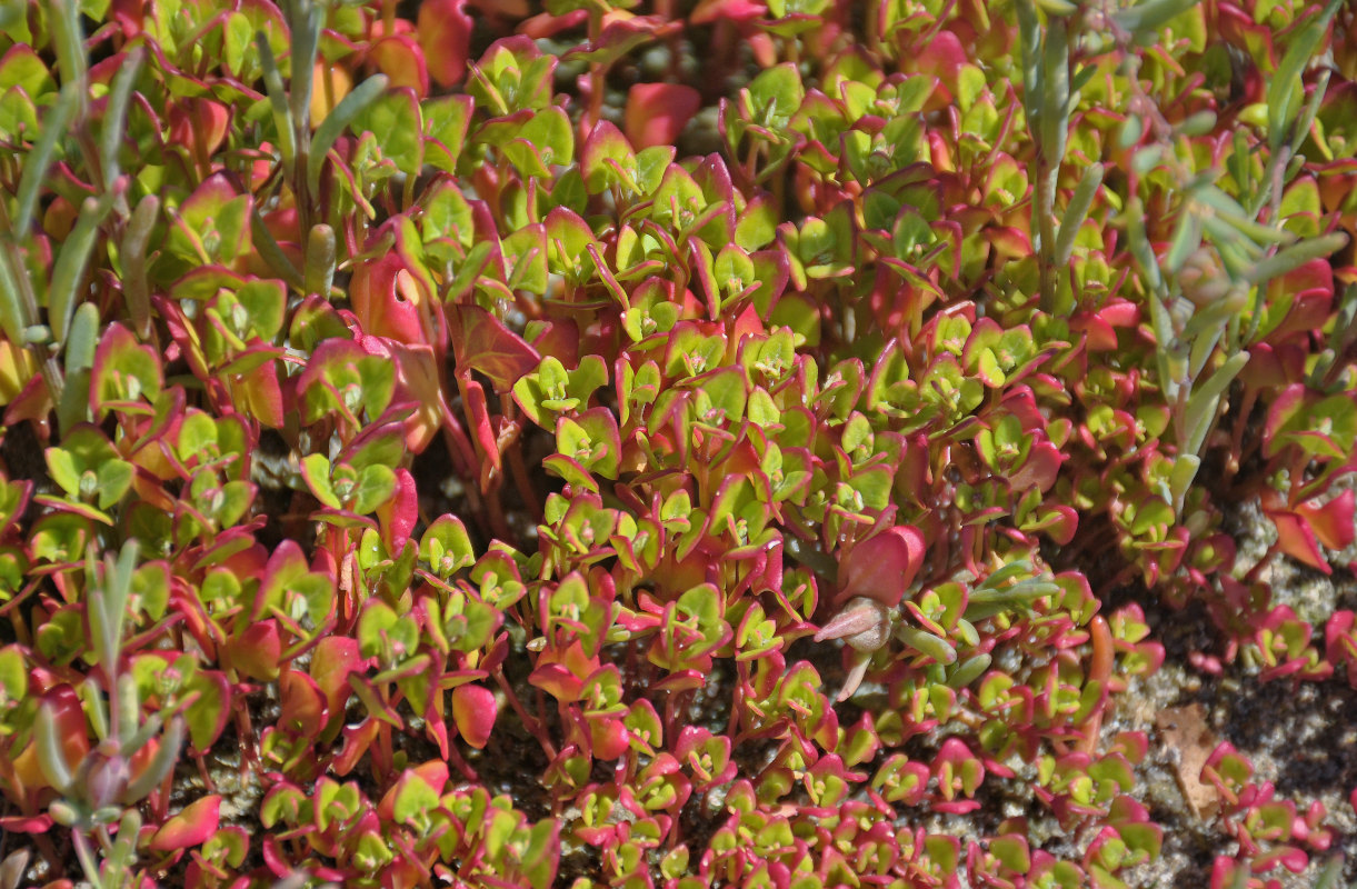 Изображение особи семейство Chenopodiaceae.