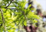 Taxodium distichum. Ветвь старого дерева. Абхазия, г. Сухум, Сухумский ботанический сад. 14.05.2021.