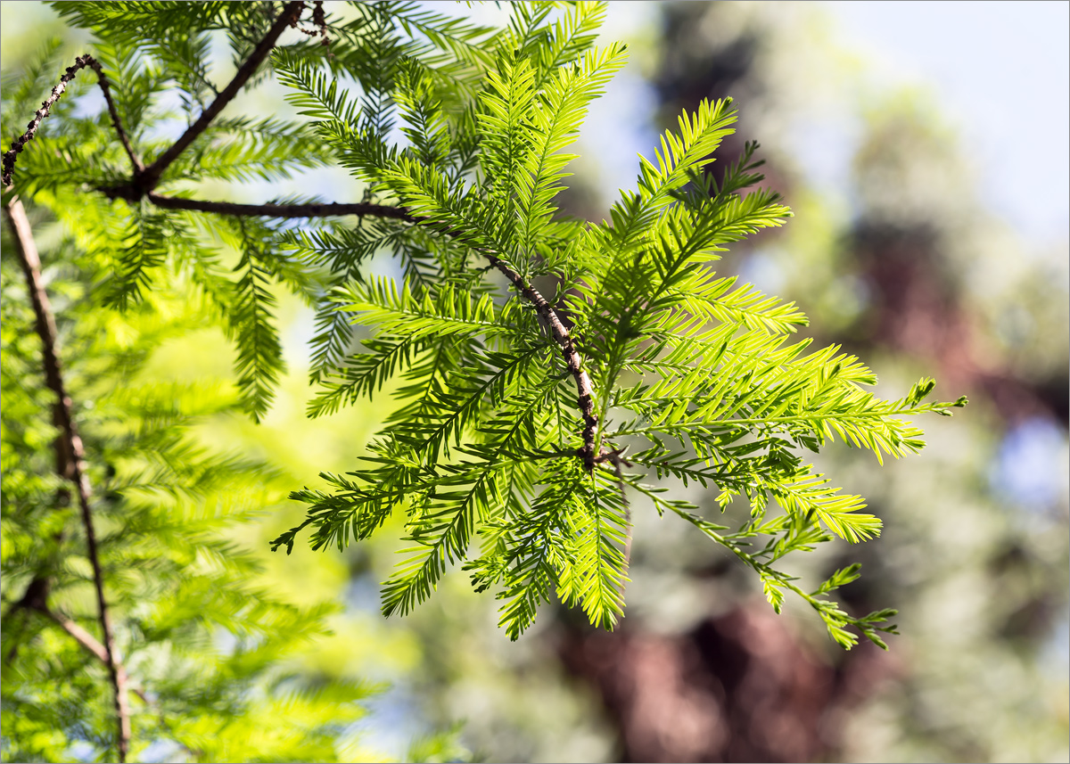 Image of Taxodium distichum specimen.