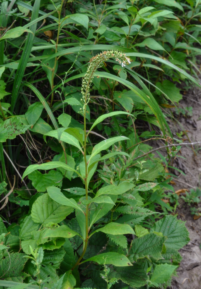 Изображение особи Lysimachia clethroides.