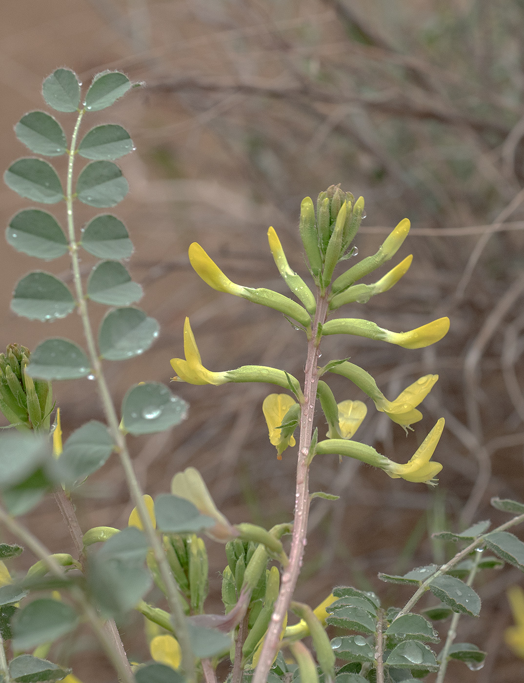 Image of Astragalus flexus specimen.