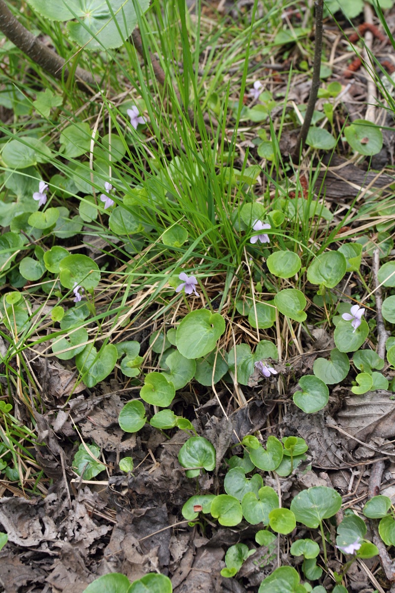 Изображение особи Viola palustris.