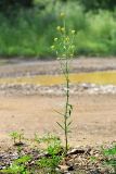 Erysimum hieraciifolium. Цветущее и плодоносящее растение. Приморский край, Шкотовский р-н, с. Анисимовка, обочина дороги. 01.07.2022.