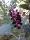 Phytolacca acinosa