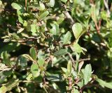 genus Salix. Веточки. Республика Ингушетия, Джейрахский р-н, окр. ур. Ний, высота 1740 м н.у.м, луг. 20 июня 2022 г.