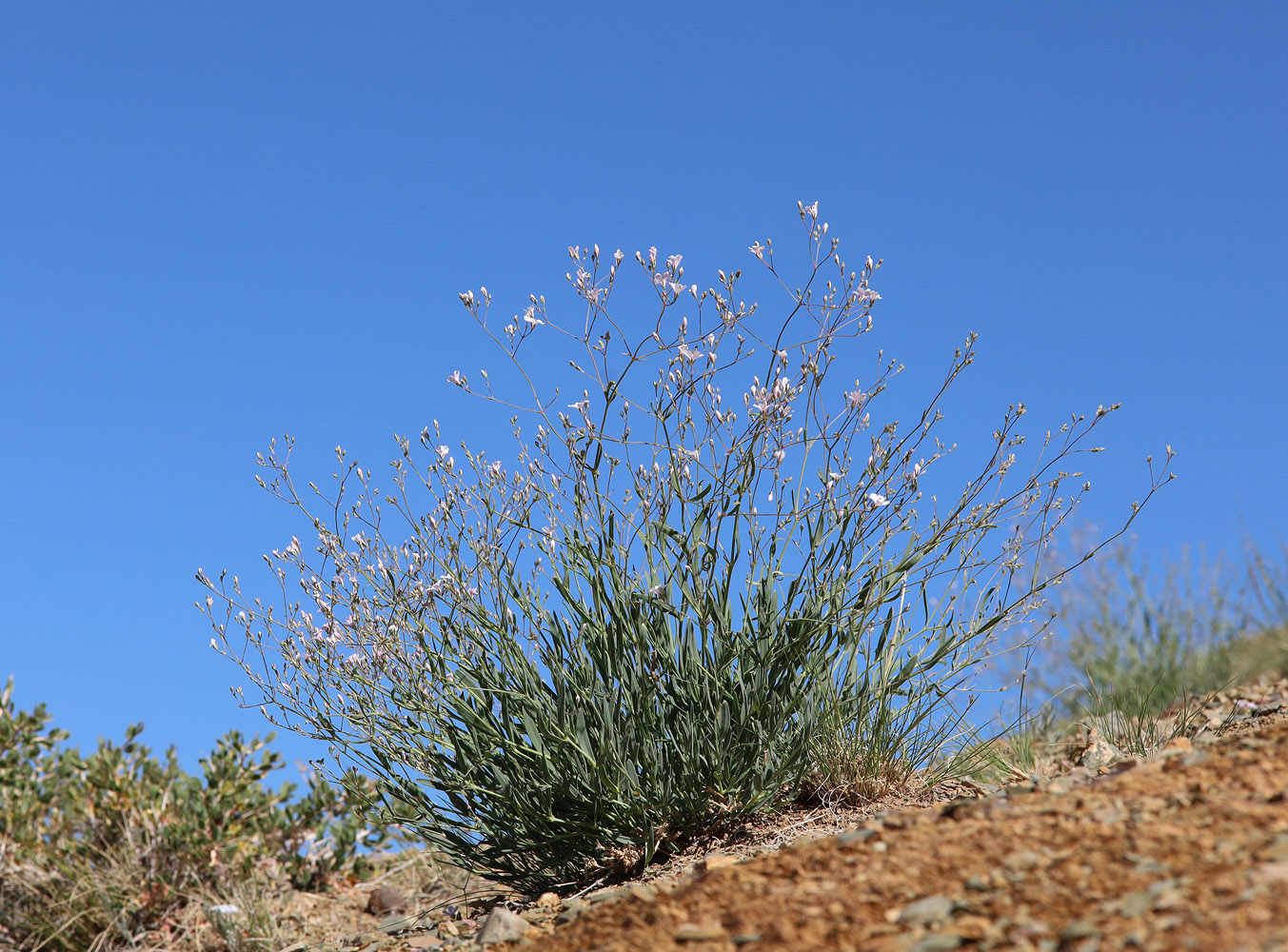 Изображение особи Gypsophila patrinii.