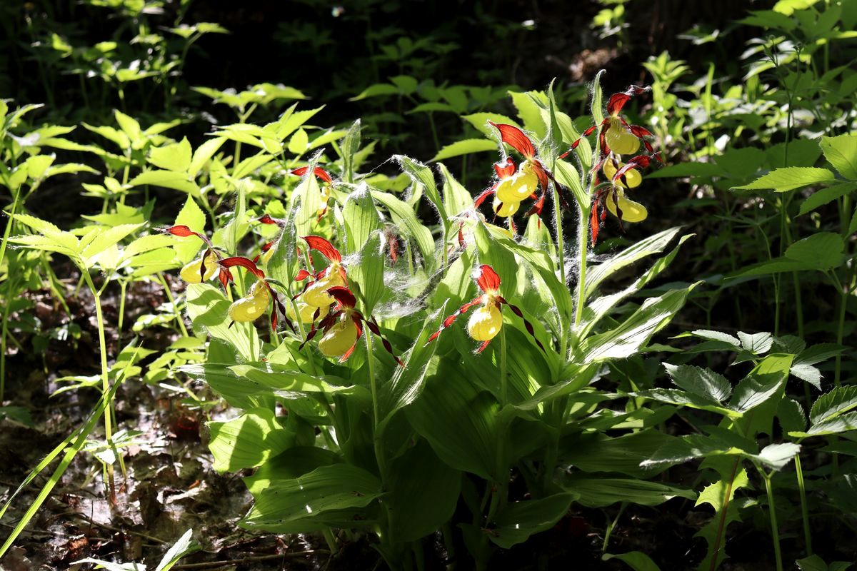 Image of Cypripedium calceolus specimen.