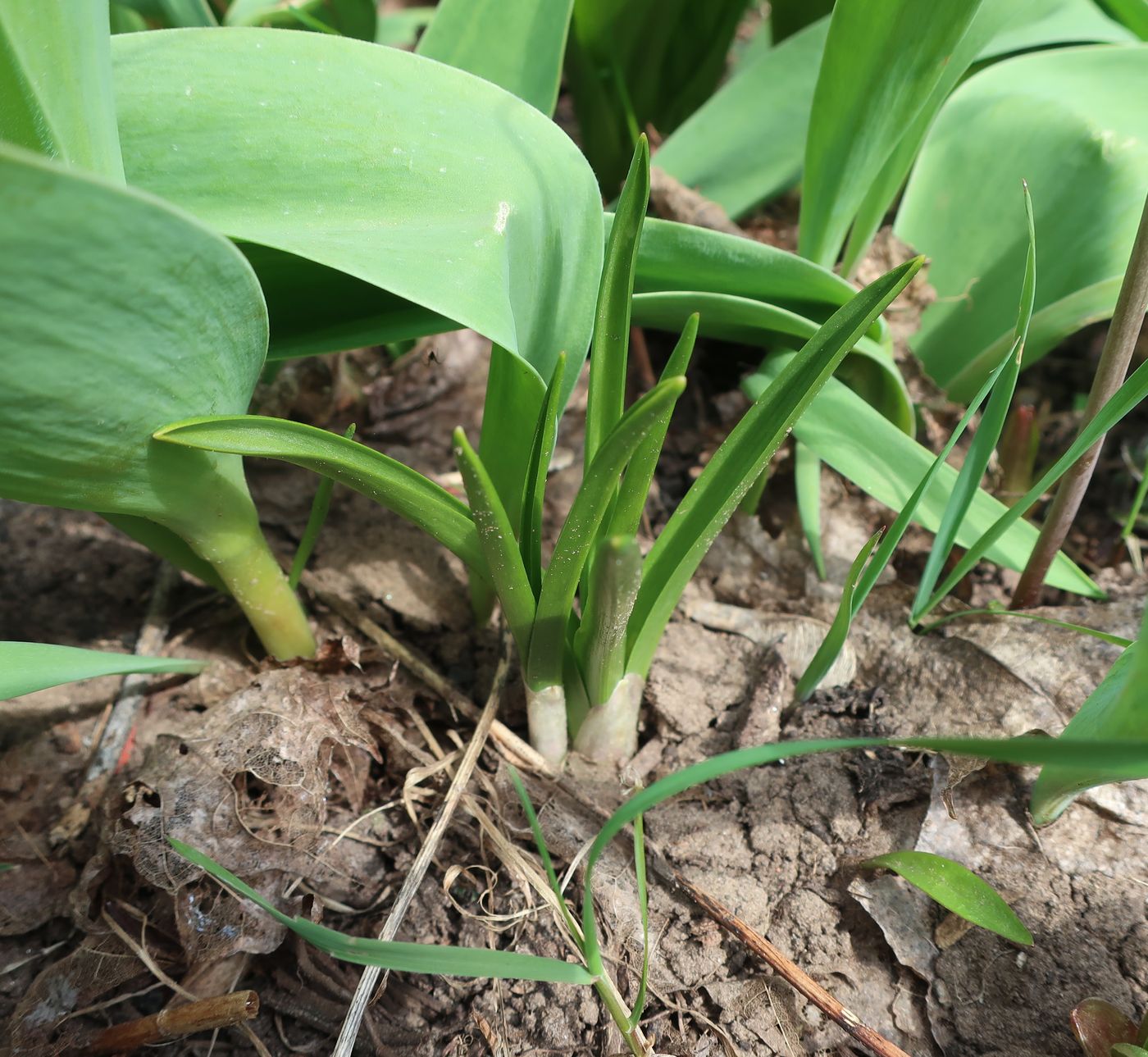 Image of Hyacinthoides hispanica specimen.