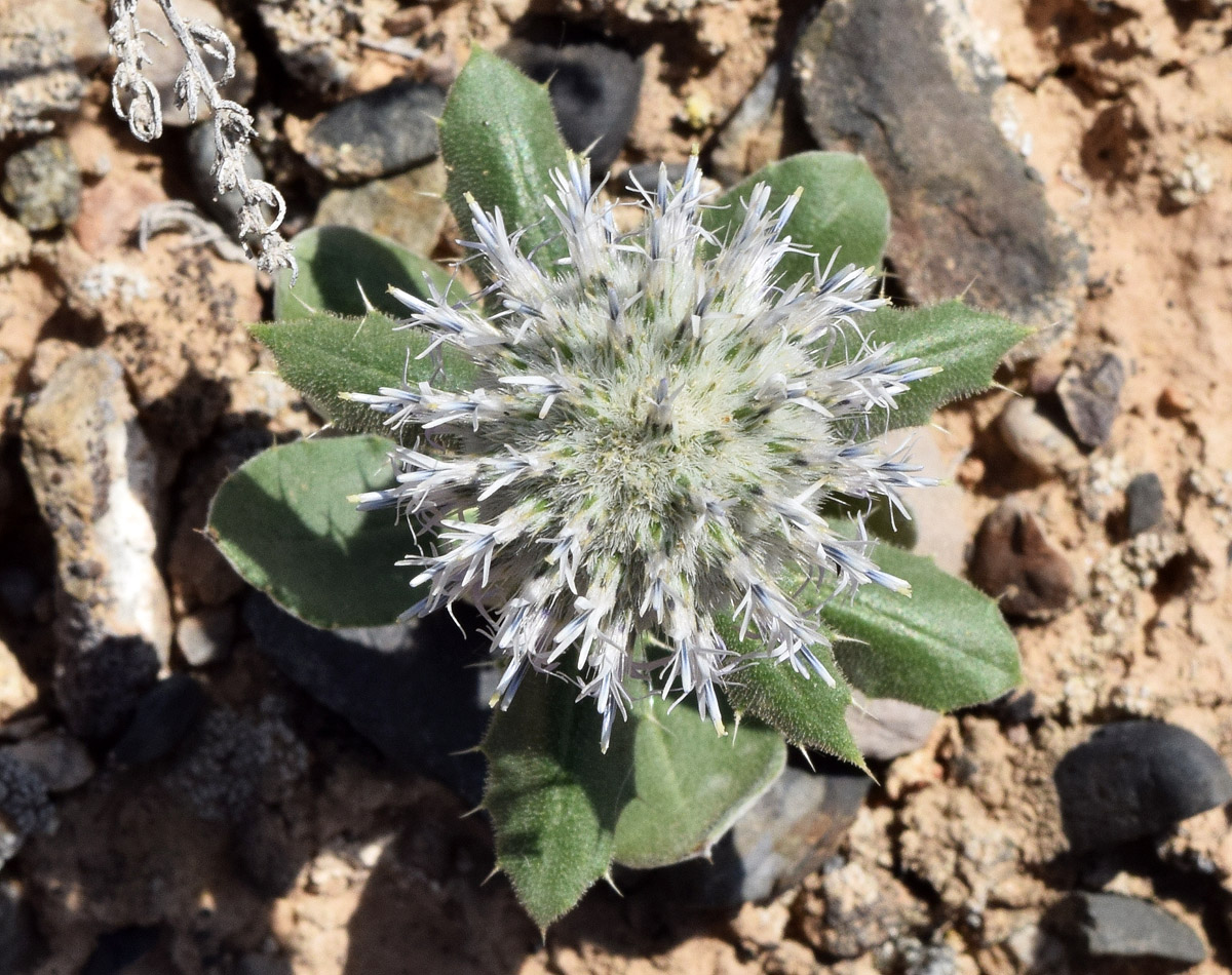 Image of Echinops knorringianus specimen.