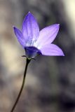 Wahlenbergia littoralis. Цветок. Австралия, штат Тасмания, заповедник \"Arthur-Pieman\". 28.12.2010.
