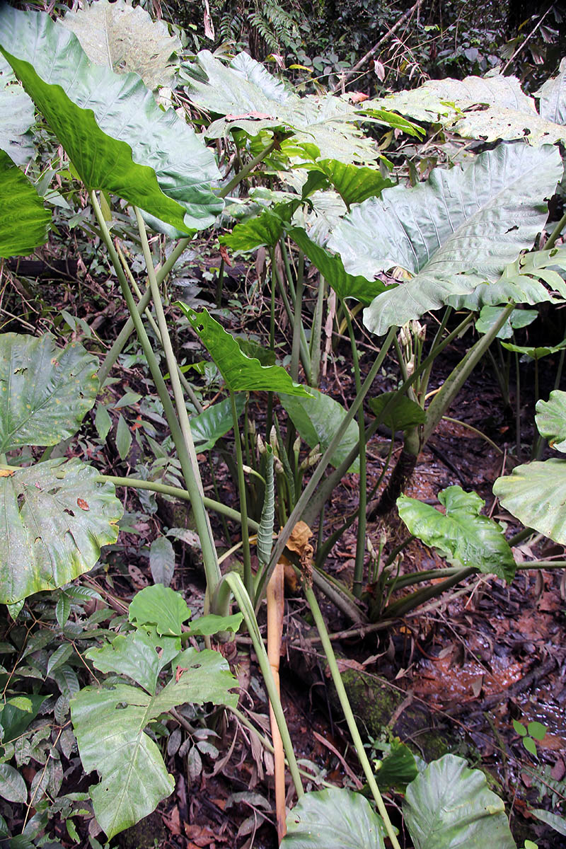 Изображение особи Alocasia robusta.