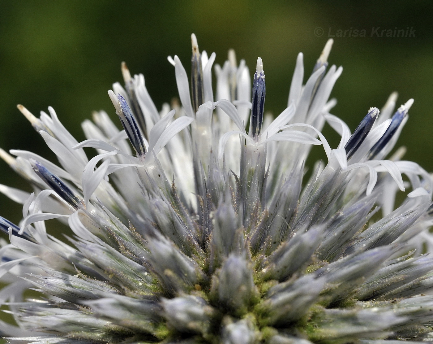 Изображение особи Echinops sphaerocephalus.