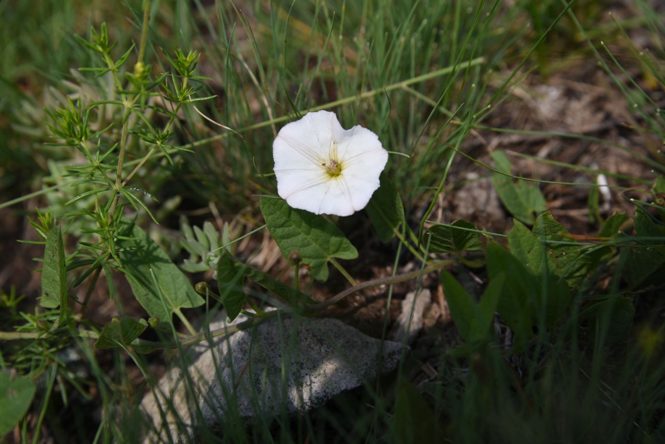 Изображение особи Convolvulus arvensis.