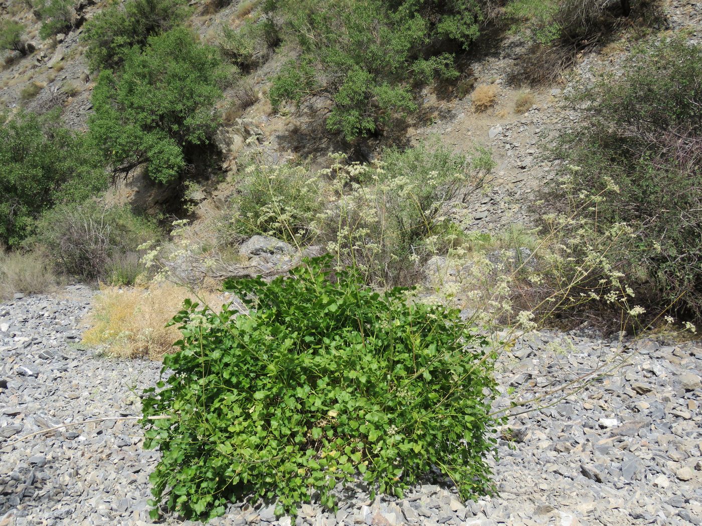 Image of Mediasia macrophylla specimen.