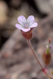 Geranium rotundifolium. Цветок. Узбекистан, Ташкентская обл., хр. Каржантау, склон р. Аюбсай, крупнообломочная осыпь. 03.06.2022.