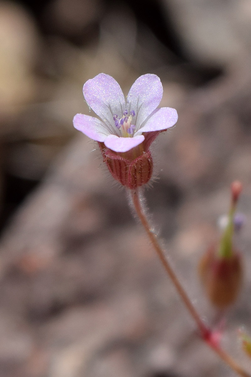 Image of Geranium rotundifolium specimen.