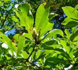 genus Magnolia. Верхушка ветви (вид снизу). Абхазия, г. Сухум, Сухумский ботанический сад. 25.09.2022.