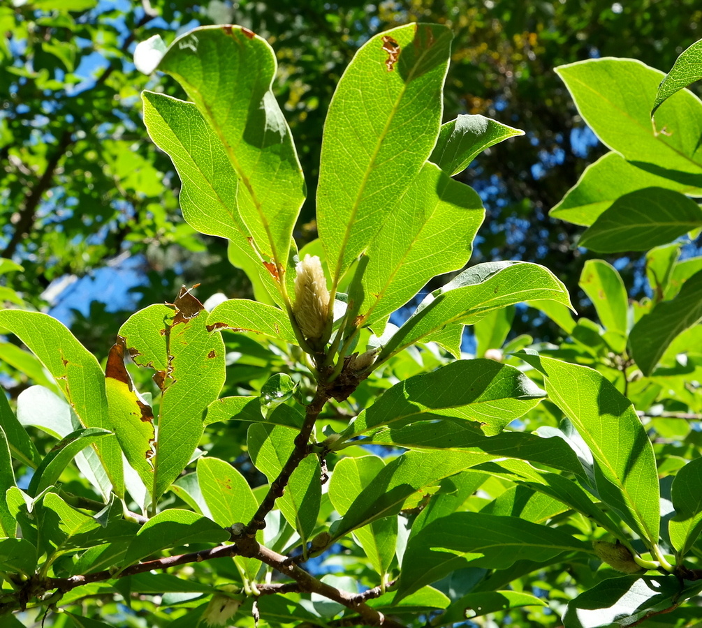 Image of genus Magnolia specimen.