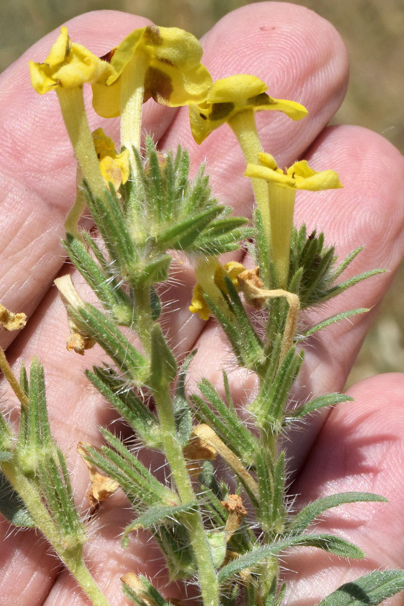 Image of Arnebia coerulea specimen.