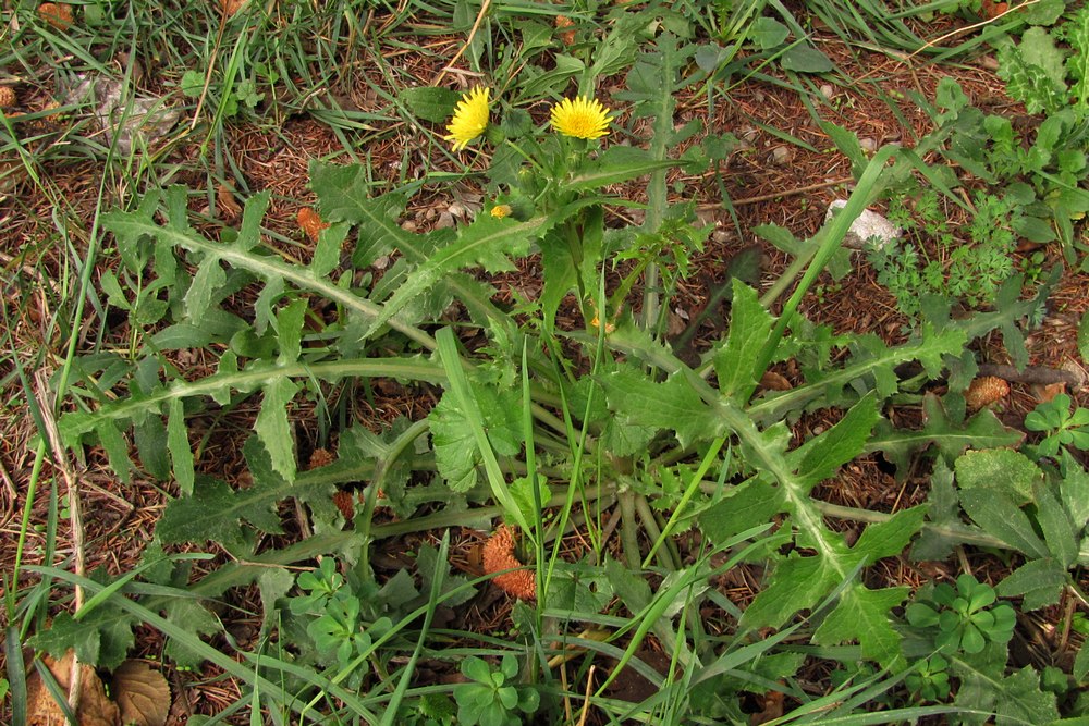 Изображение особи Sonchus oleraceus.