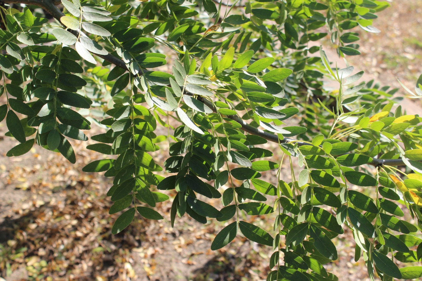 Изображение особи Gleditsia japonica.