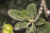 Pyrus elaeagrifolia