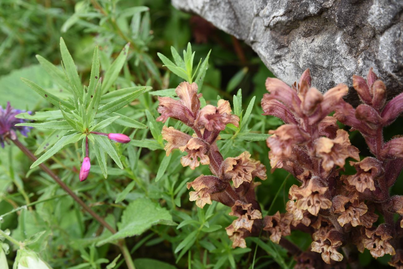 Image of genus Orobanche specimen.