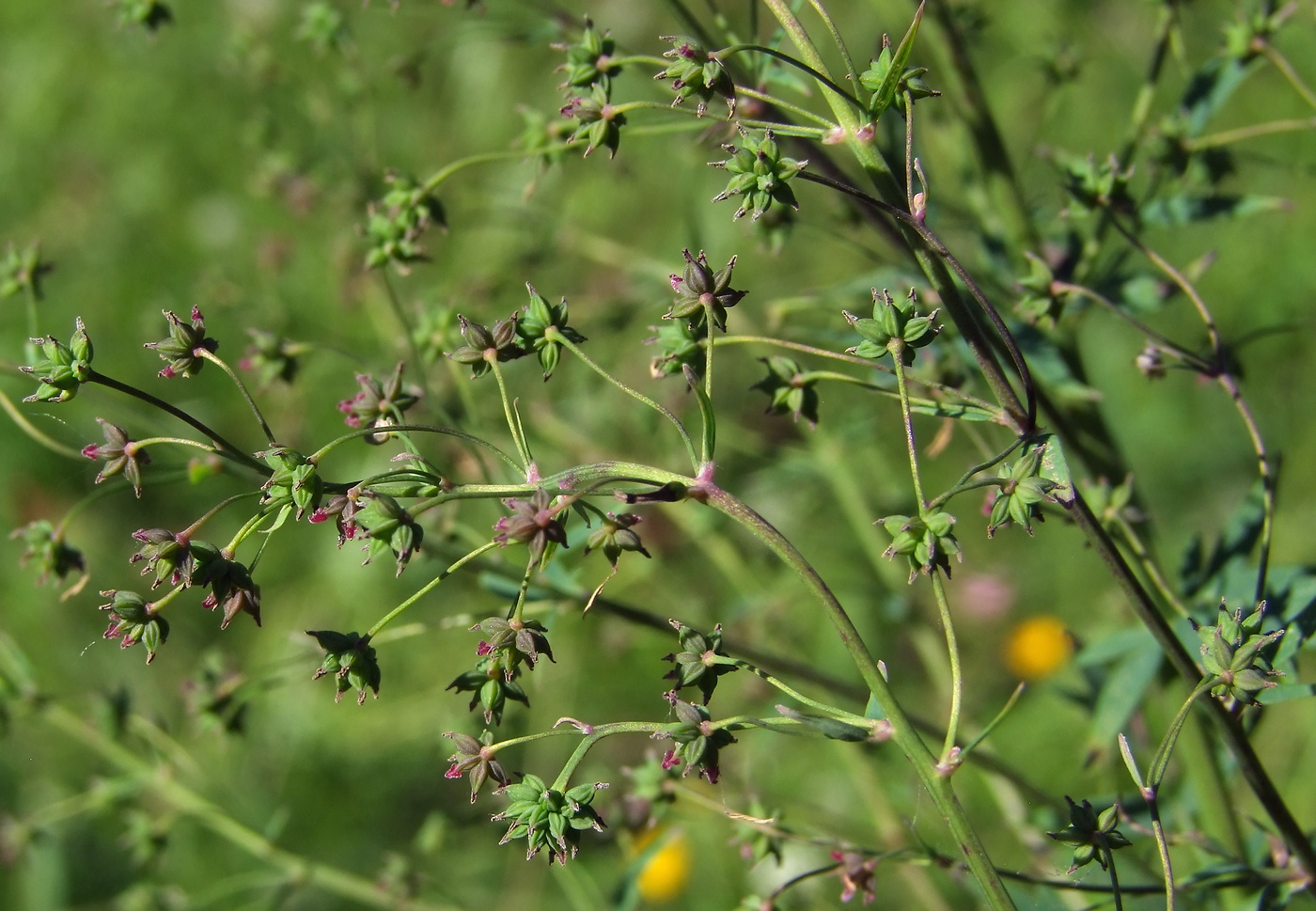 Image of Thalictrum simplex specimen.