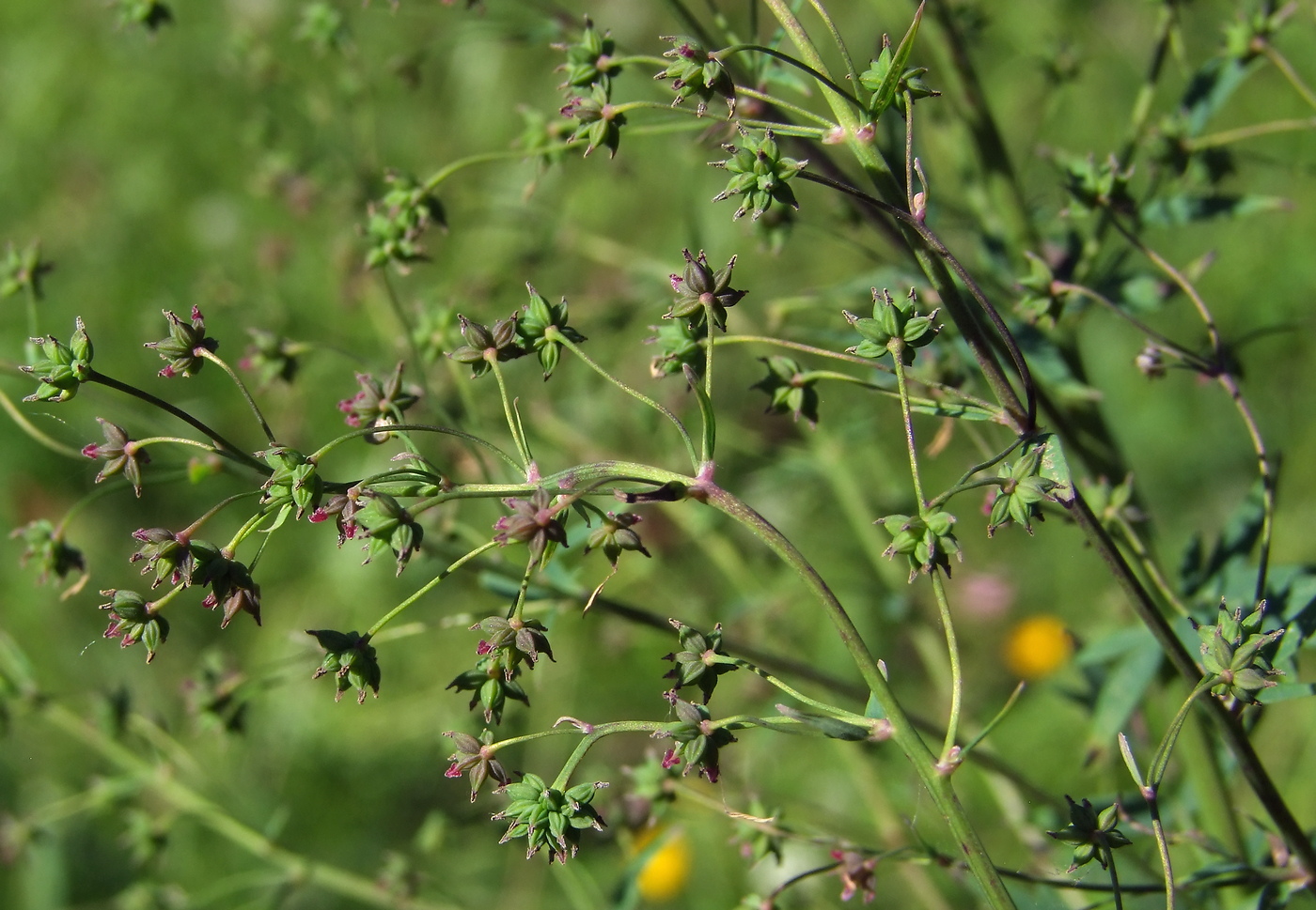 Image of Thalictrum simplex specimen.