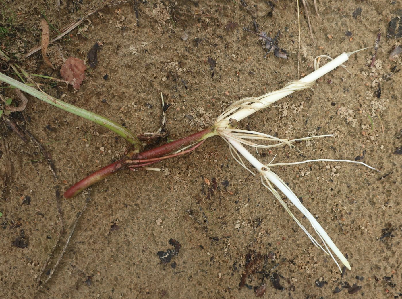 Image of Petasites spurius specimen.