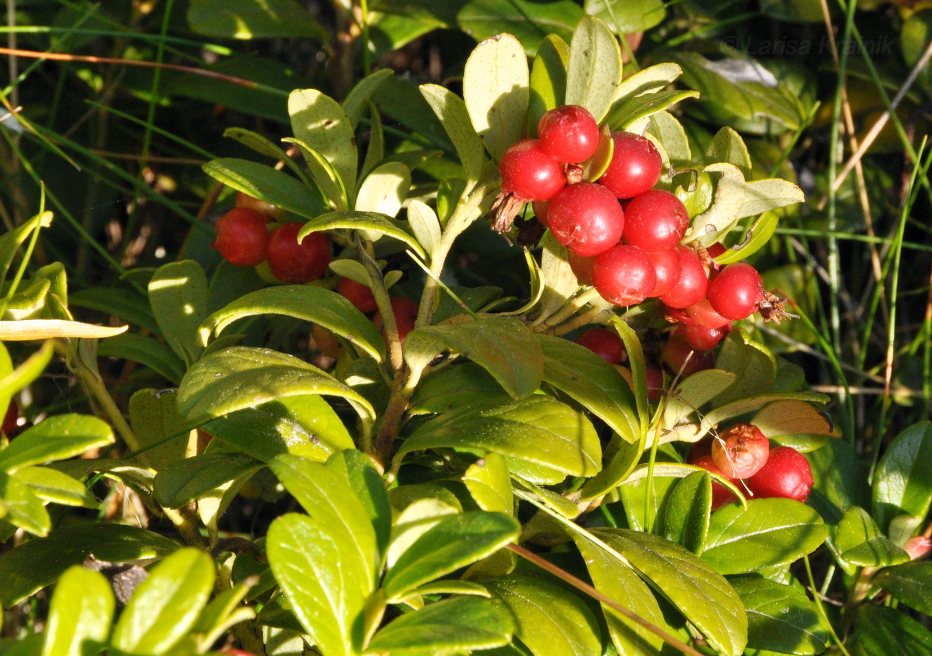 Image of Vaccinium vitis-idaea specimen.