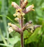 Orobanche owerinii