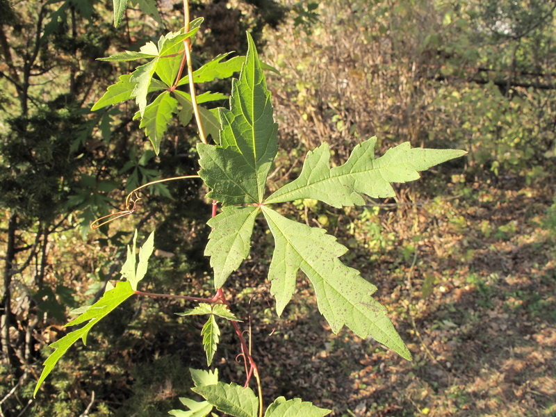 Image of Ampelopsis japonica specimen.