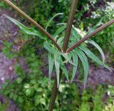 Valeriana rossica