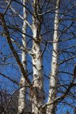 Betula papyrifera. Средние части стволов и основания скелетных ветвей покоящихся деревьев. Санкт-Петербург, Старый Петергоф, парк \"Сергиевка\", луг напротив дирекции. 09.04.2023.