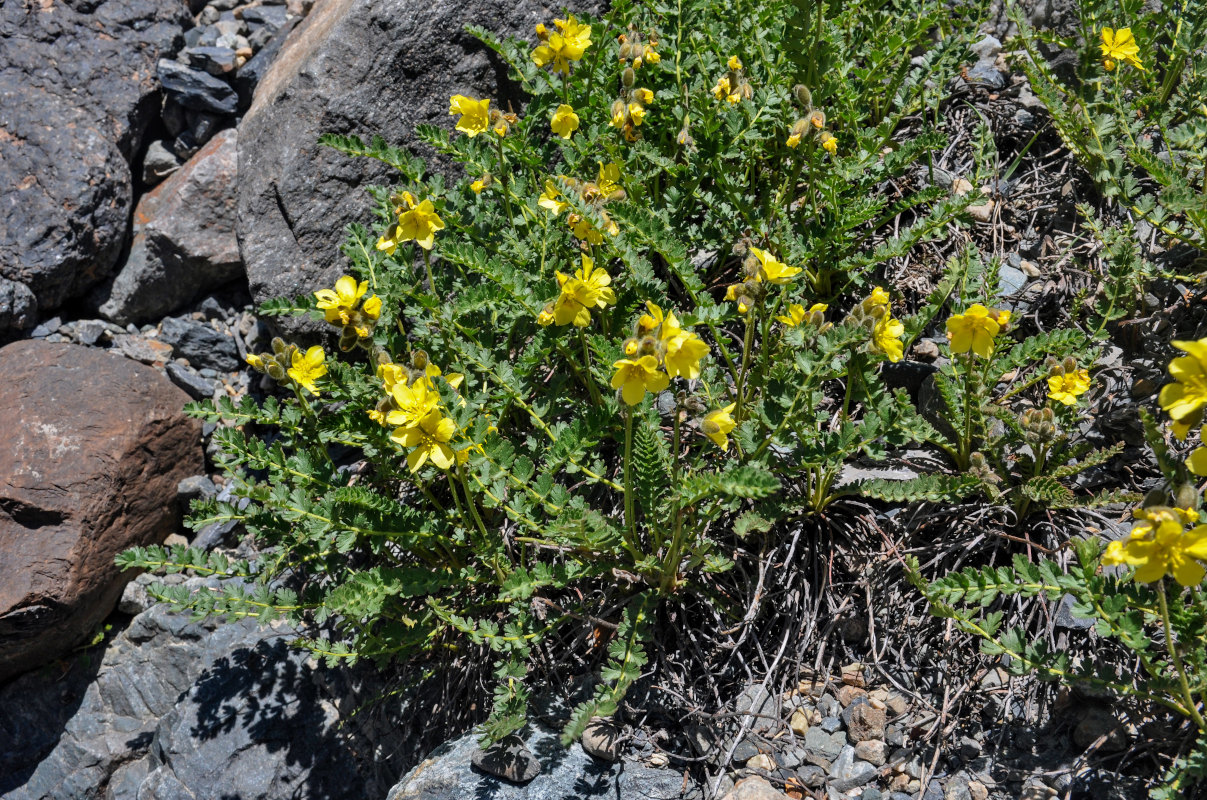 Image of Biebersteinia odora specimen.