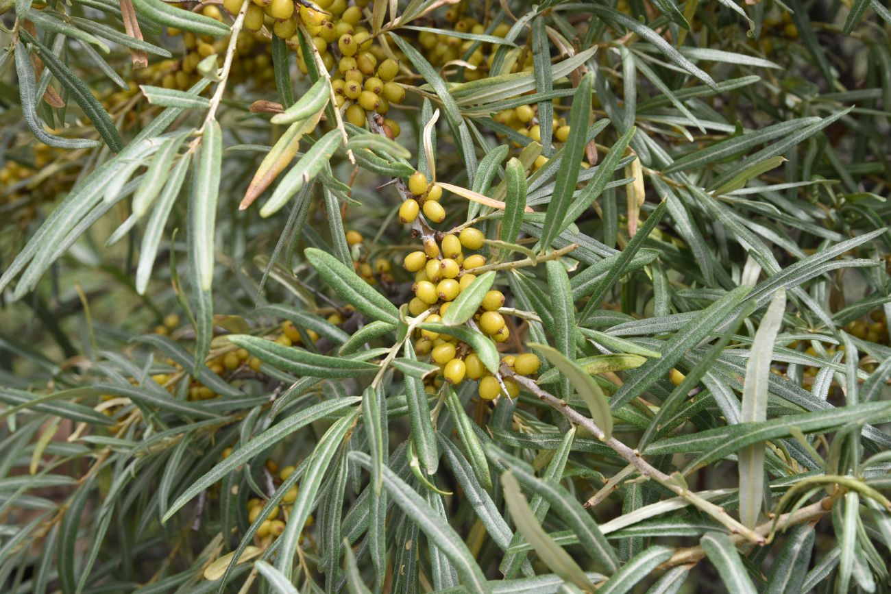 Image of Hippophae rhamnoides specimen.