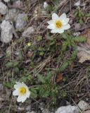 Dryas punctata. Цветущие растения. Пермский край, Добрянский р-н, окр. с. Полазна, берег Камского водохранилища, обнажения гипса. 28.05.2023.